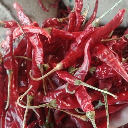 Teja Mirch (Dry Red Chilli)